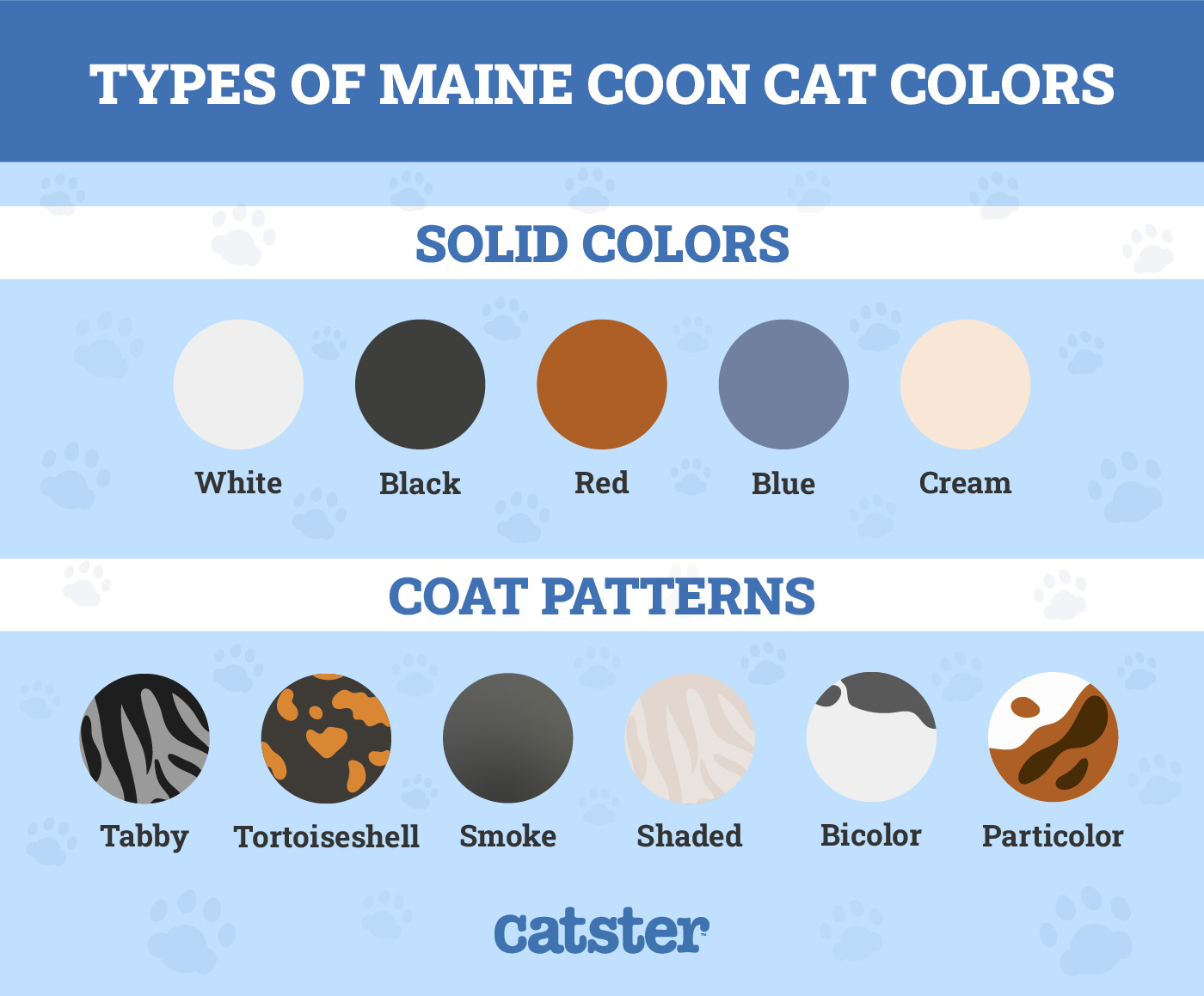 Types of Maine Coon Cat Colors