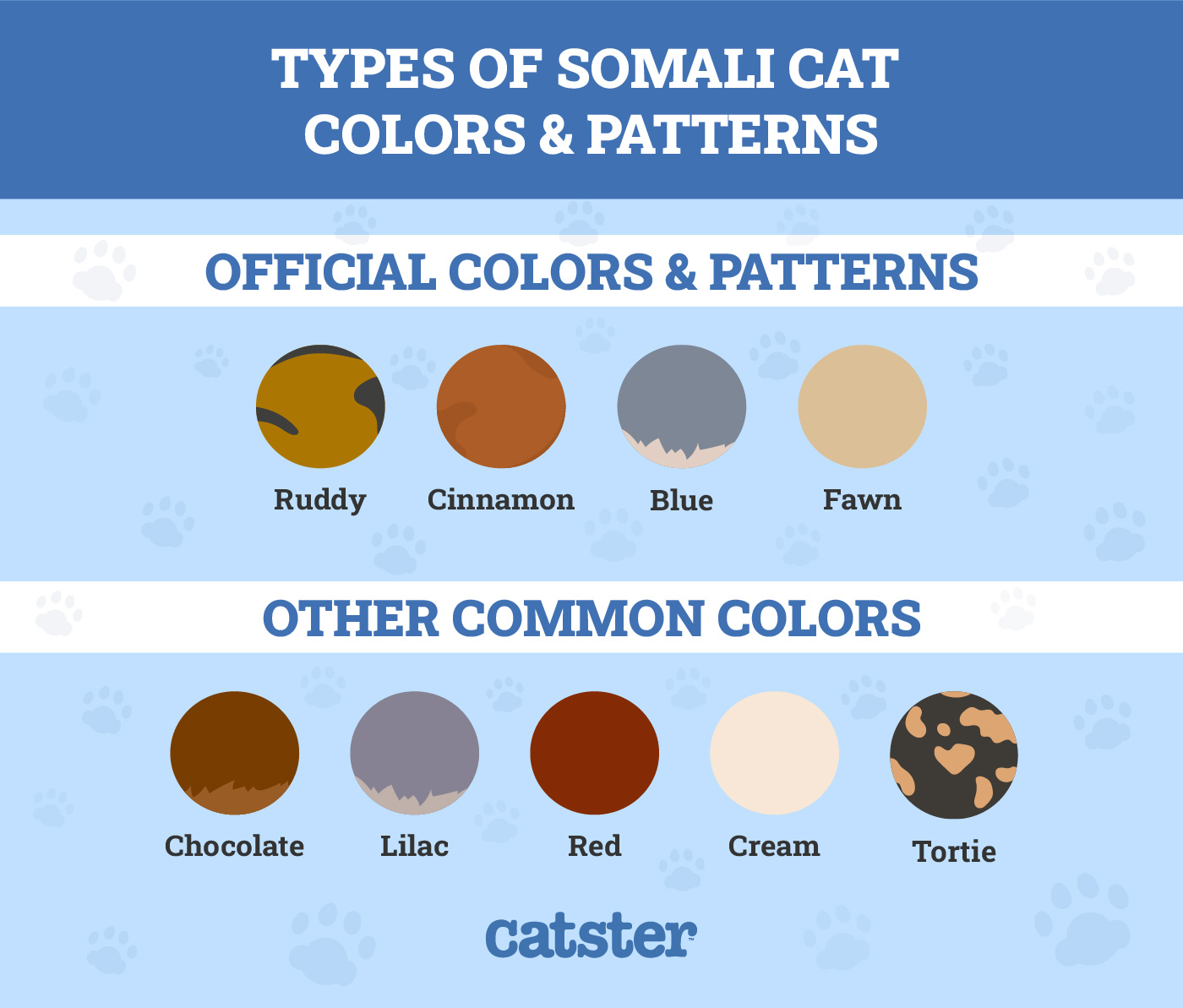 Types of Somali Cat Colors & Patterns