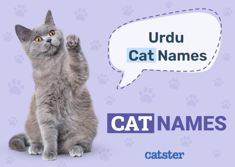 Urdu Cat Names For Your Beautiful Pet
