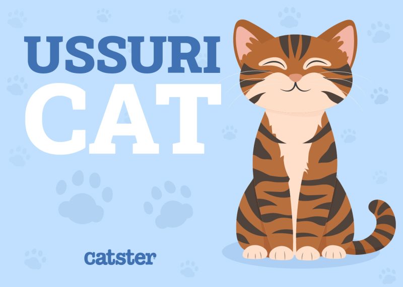 Ussuri Cat Featured Image