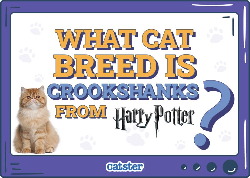 Catster_What Cat Breed Is Crookshanks from Harry Potter