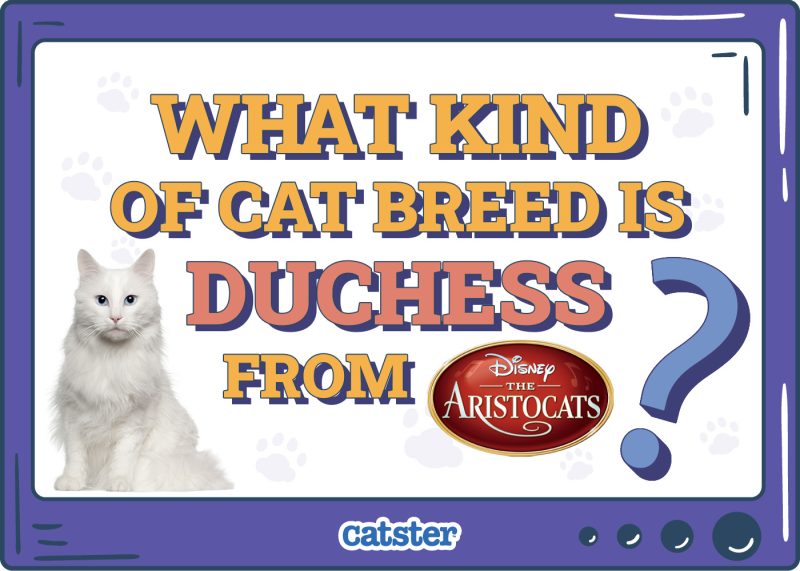 Catster_What Kind of Cat Breed Is Duchess from The Aristocats