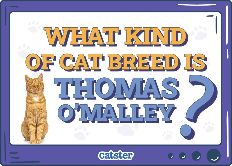 Catster_What Kind of Cat Breed Is Thomas O’Malley