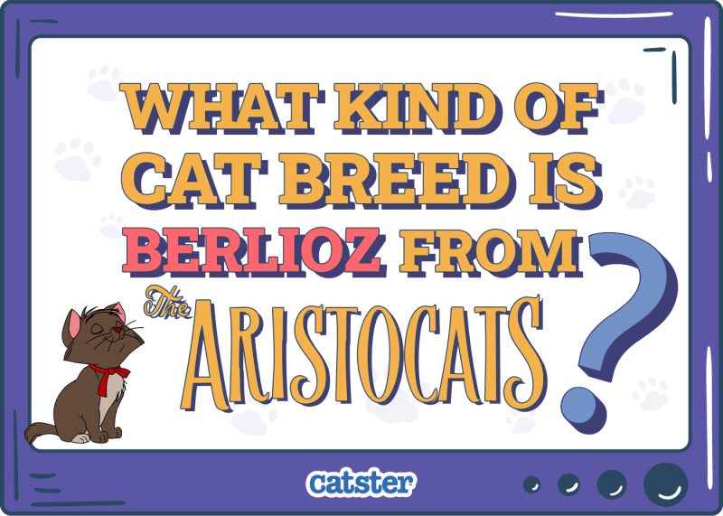 Catster_What Kind of Cat Breed is Berlioz from the Aristocats_v1-2_Mar 7 2025