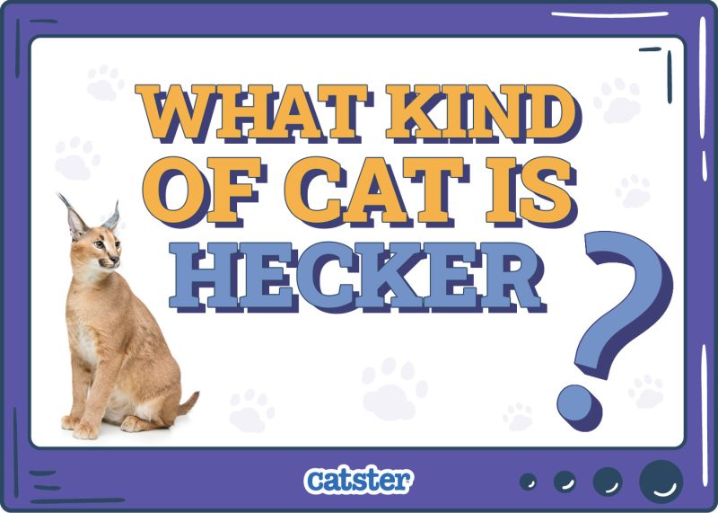 Catster_What Kind of Cat is Hecker