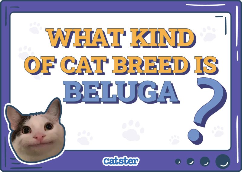 Catster_What Type of Cat is Beluga