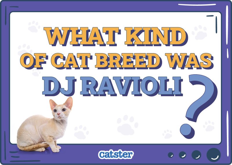 Catster_What Type of Cat is DJ Ravioli