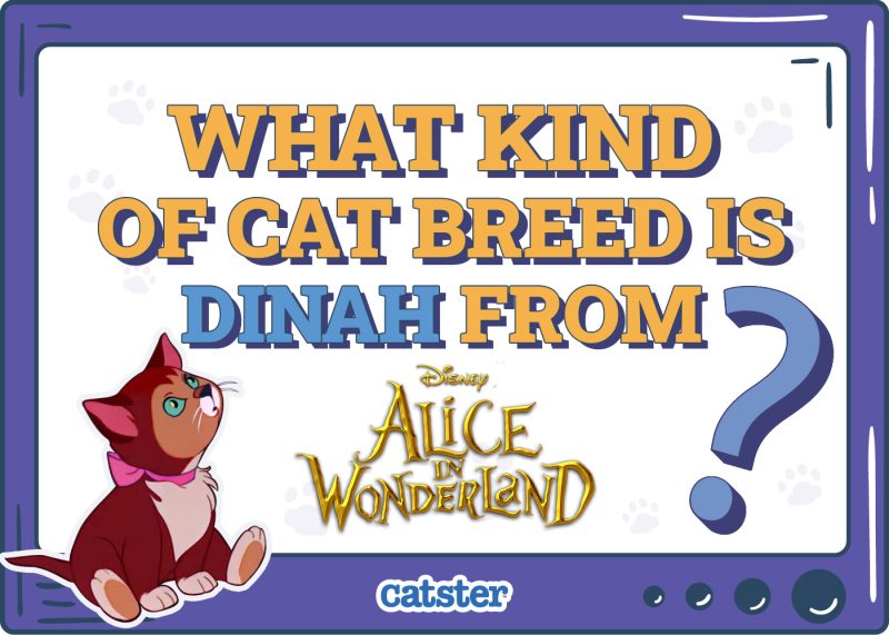 Catster_What Type of Cat is Dinah from alice in the wonderland