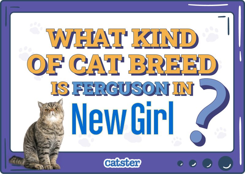 Catster_What Type of Cat is Ferguson in New Girl