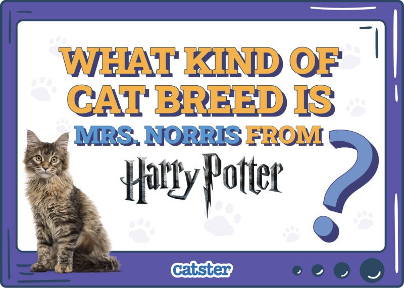 Catster_What Type of Cat is Mrs norris in Harry potter