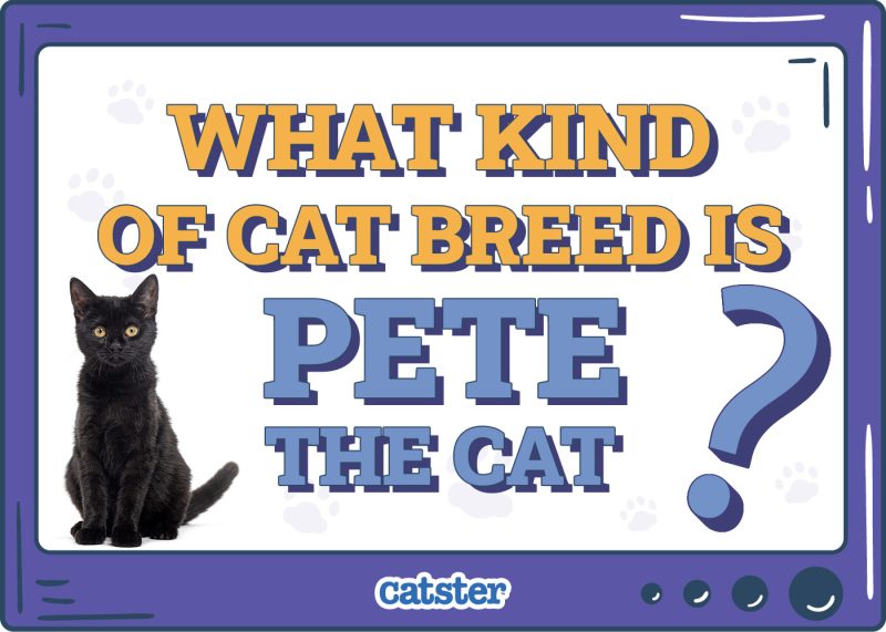 Catster_What Type of Cat is Pete the cat