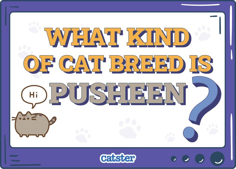 Catster_What Type of Cat is Pusheen