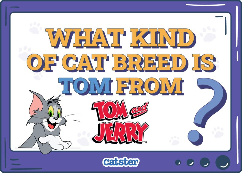 Catster_What Type of Cat is Tom from tom and jerry