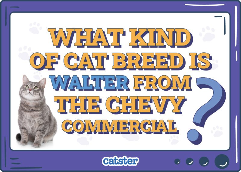 Catster_What Type of Cat is Walter from the chevy commercial