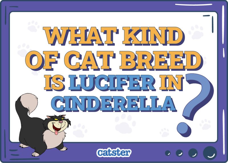 Catster_What Type of Cat is lucifer in cinderella