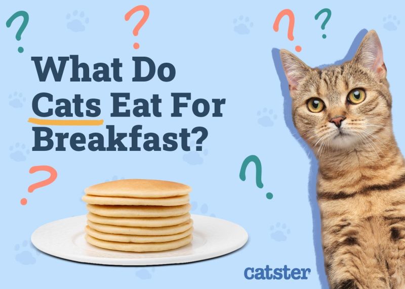 Food to give cats hotsell