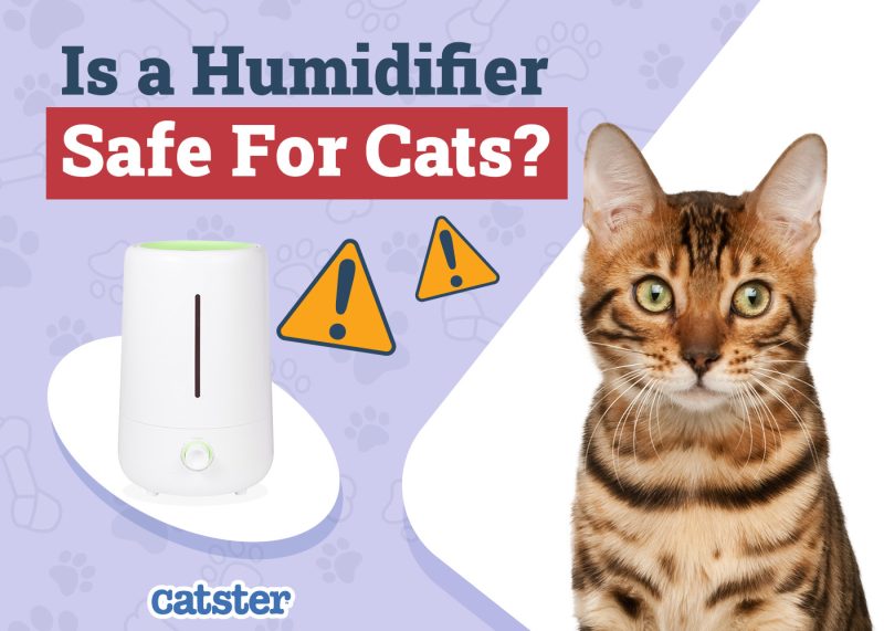 Catster_is a humidifier Safe for Cats TEMPLATE_v1_Feb 28 2025