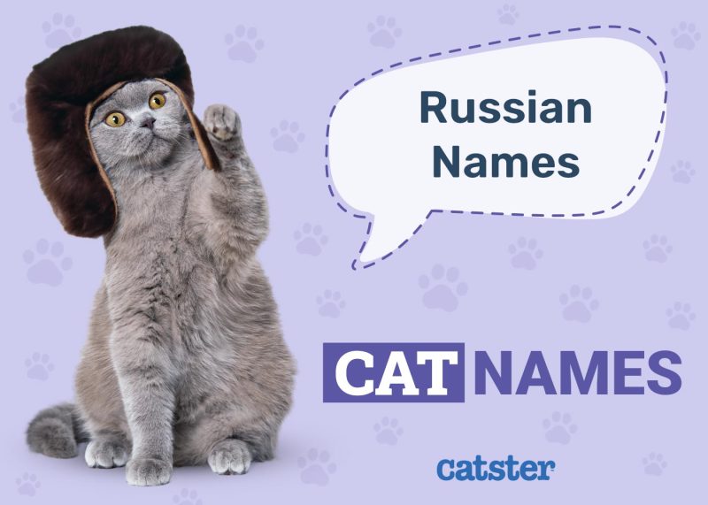 Russian Cat Names