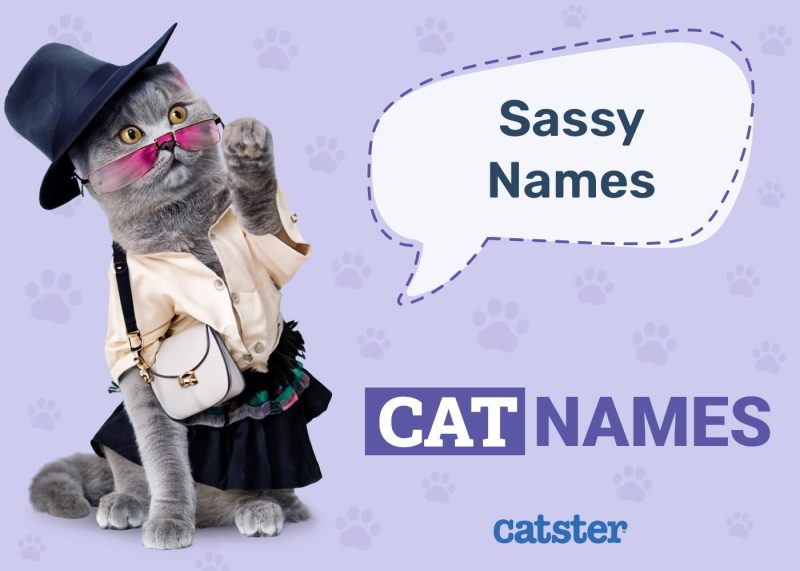 Sassy Cat Names