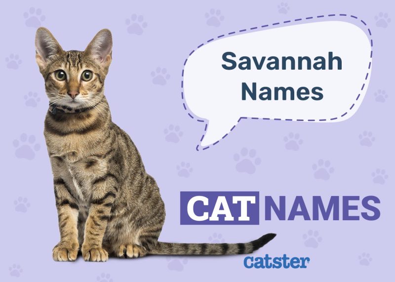 Savannah Cat Names