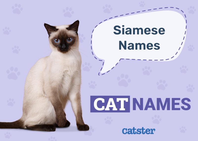 Siamese Cat Names