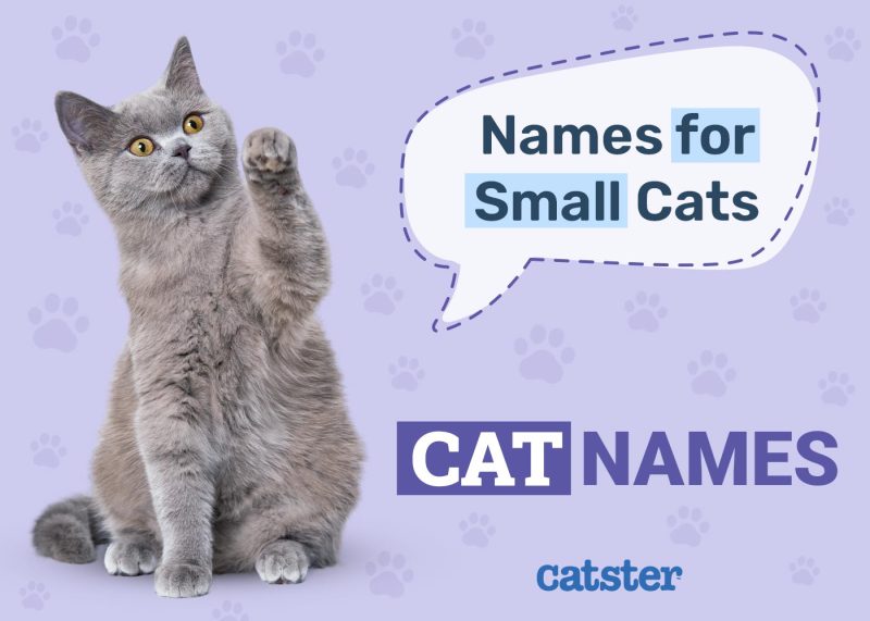 Small Cat Names