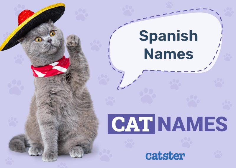 Spanish Cat Names