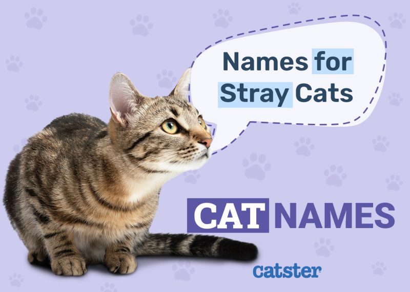 Stray Cat Names