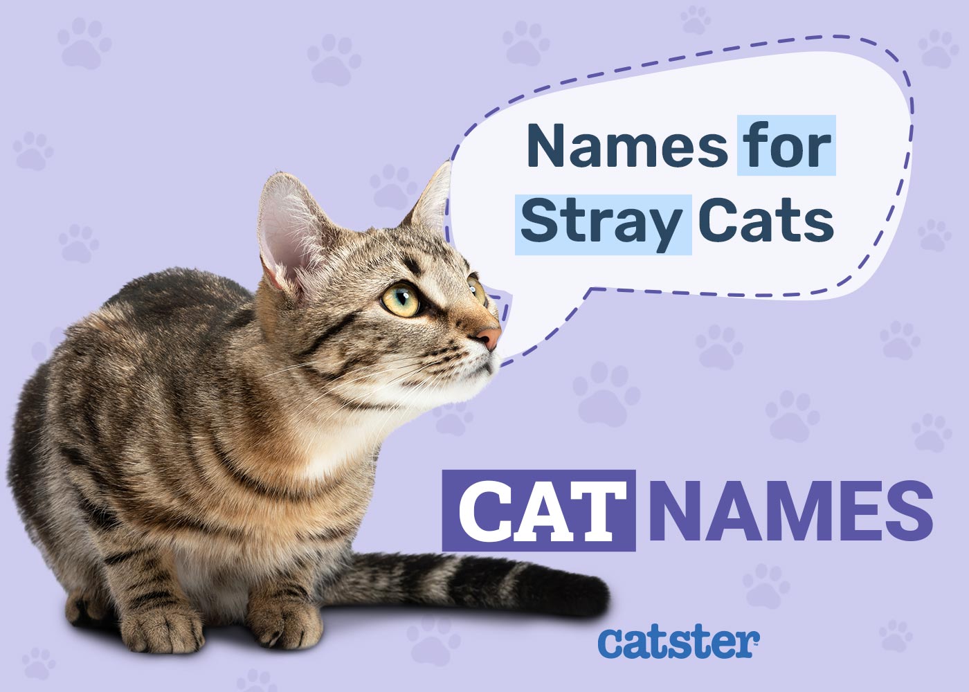 190 Stray Cat Names Unique Options For Your New Friend Catster 190-stray-cat-names-unique-options-for-your-new-friend-catster