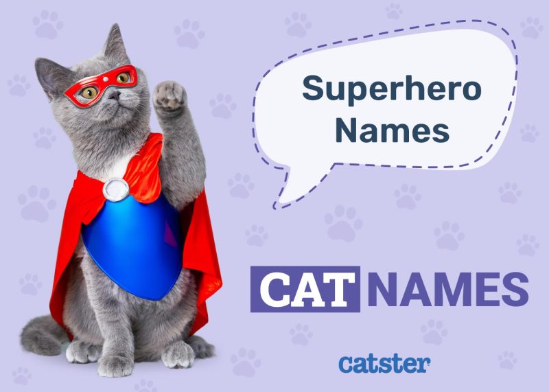 Superhero Cat Names