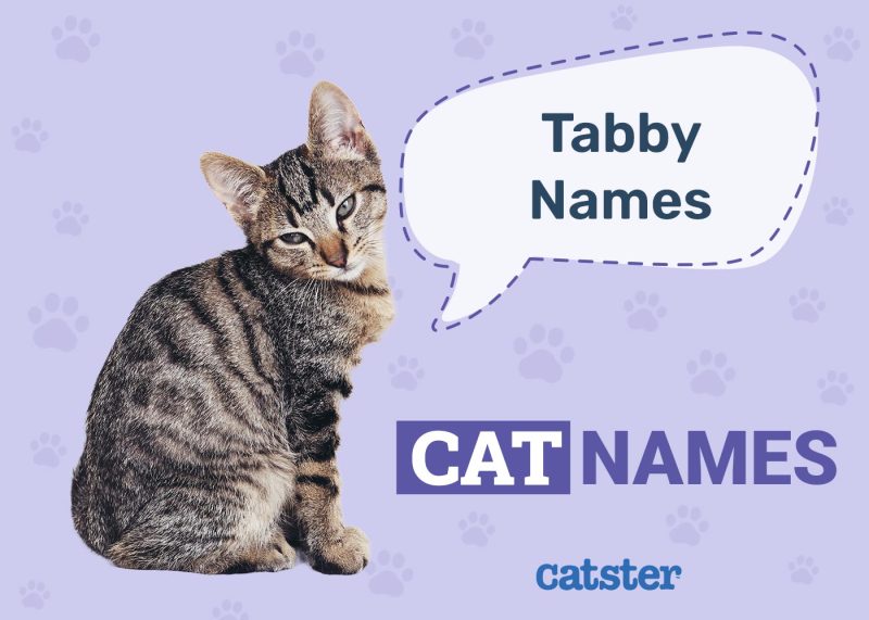 Tabby Cat Names for Felines With Swirls, Stripes & Spots