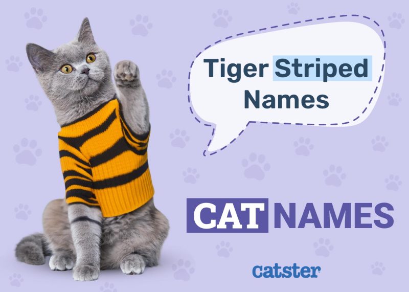 Tiger Striped Cat Names