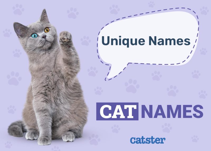 Unique Cat Names