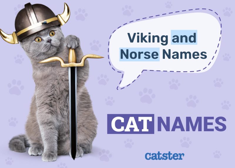 Viking and Norse Cat Names Great Ideas for Your Strong Cat