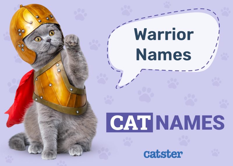 Warrior Cat Names
