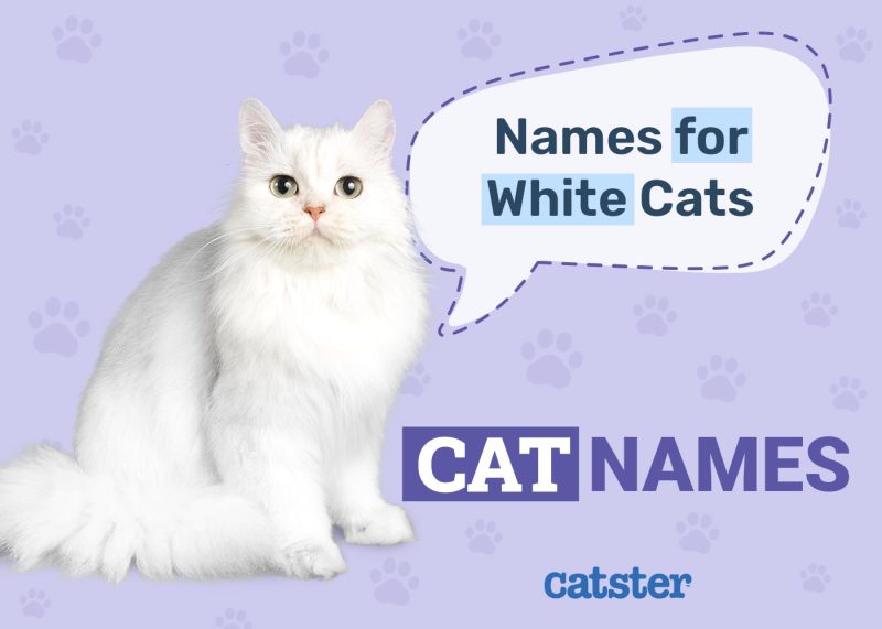 White Cat Names