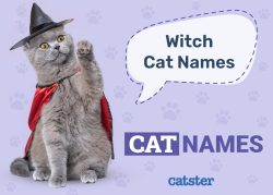 200+ Witch Cat Names: Great Ideas for Your Wiccan Cat - Catster