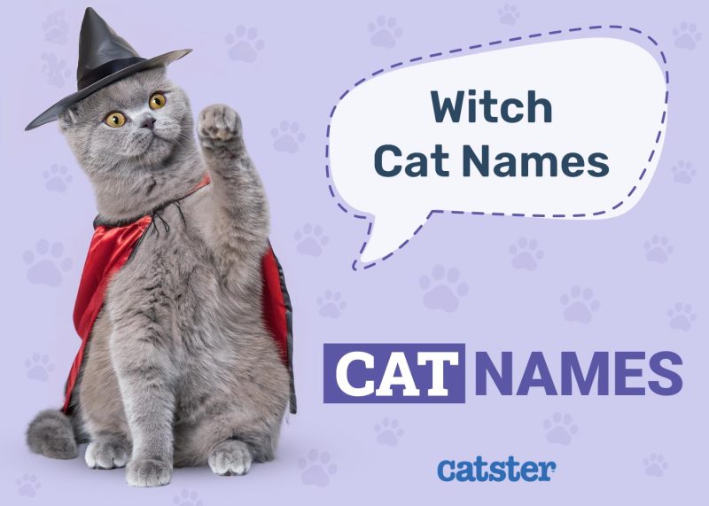 Witch Cat Names