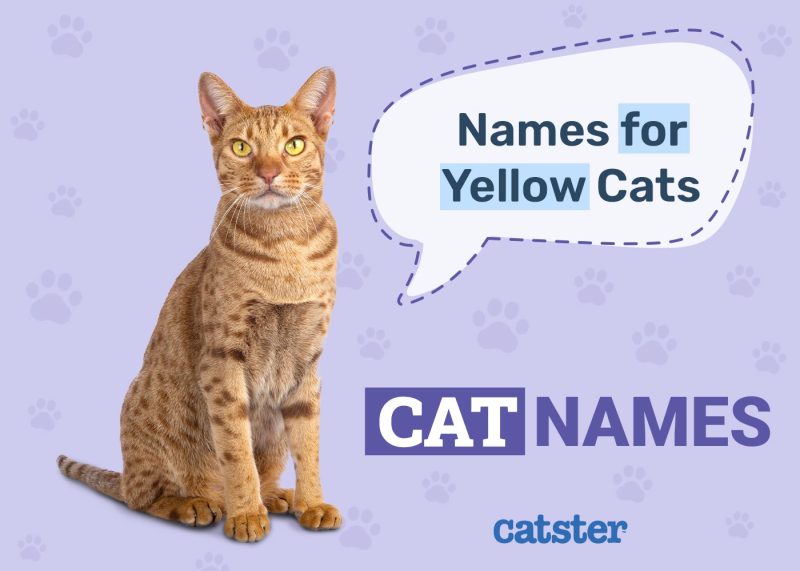 Yellow Cat Names