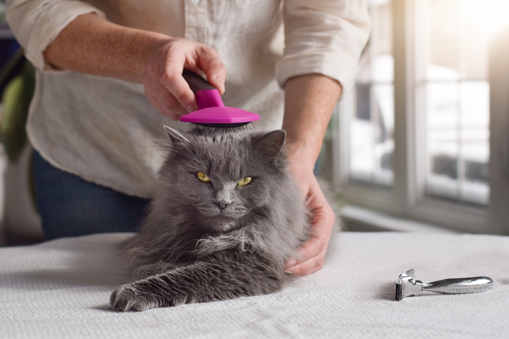 Chantilly Tiffany Cat Grooming