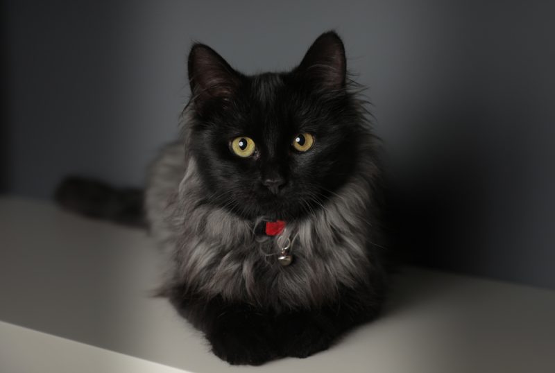 Chantilly-Tiffany Cat Breed: Info, Pictures & Traits - Catster