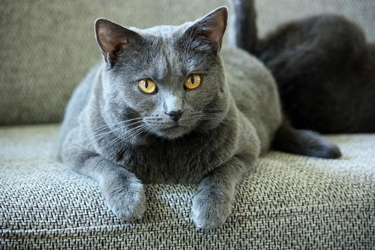 Chartreux Cat