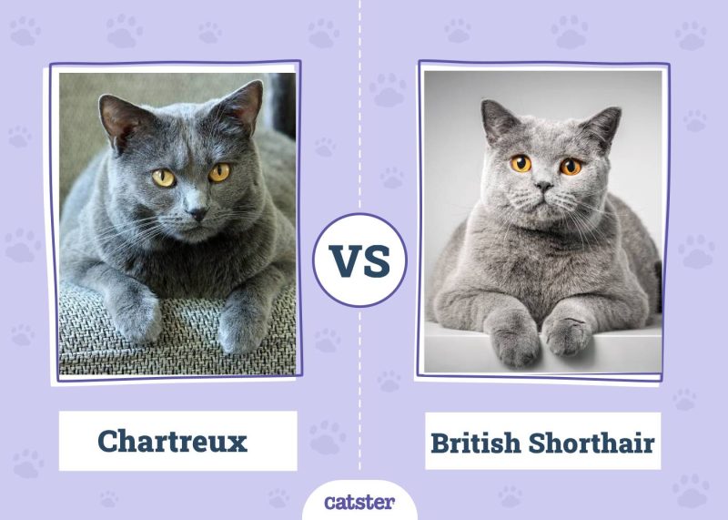Chartreux VS British Shorthair