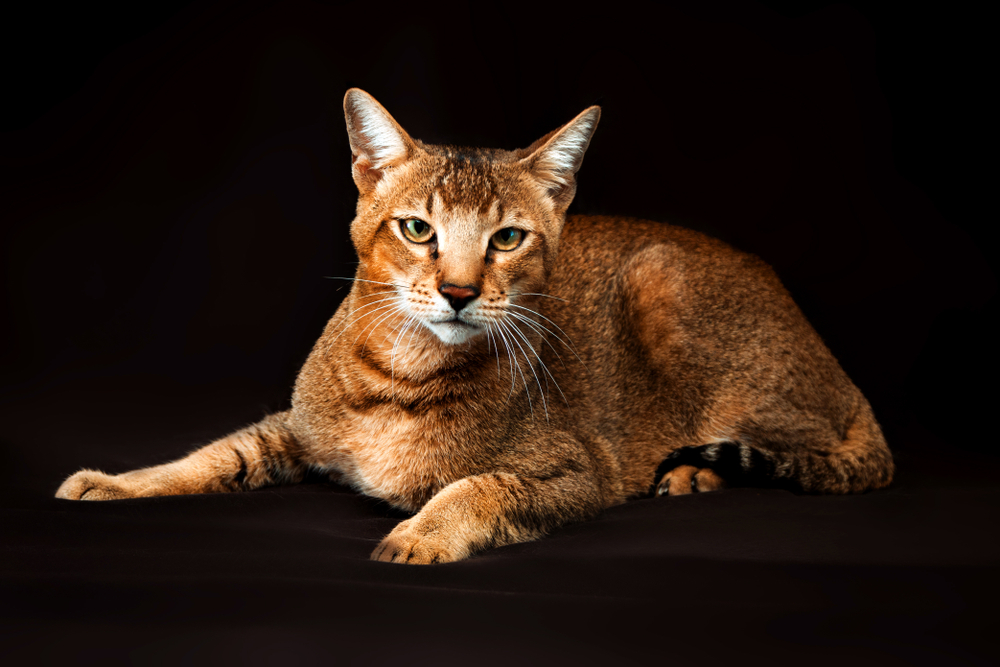 Chausie Cat on a black background