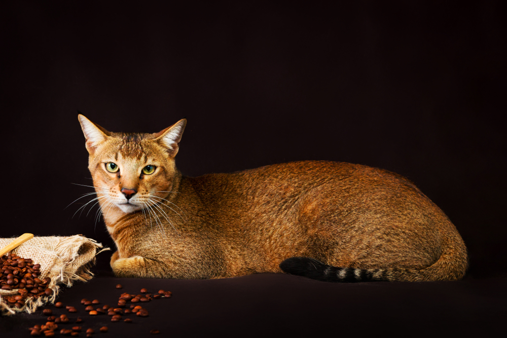 Chausie, abyssinian cat