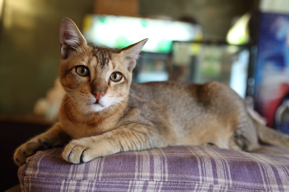 Chausie cat on the couch