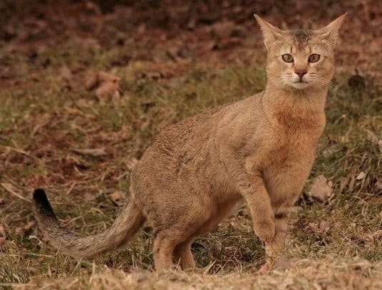 Chausie