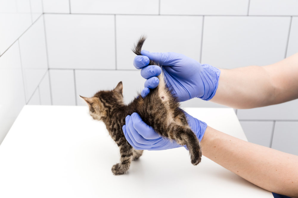 Checkup and treatment of kitten by a doctor at a vet clinic isolated on white background