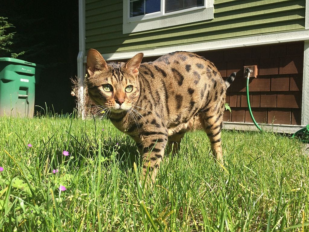 Cheetoh Cat In Grass