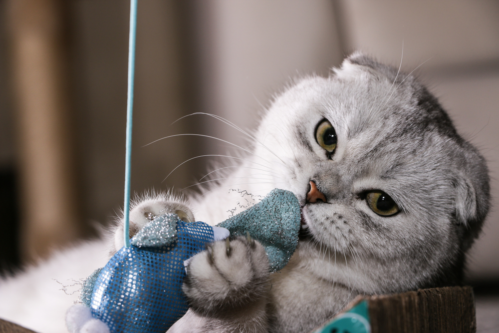 Chinchilla Silver Scottish Fold